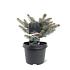 Picea pungens 'Glauca Globosa'