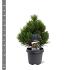 Pinus heldreichii 'Compact Gem'