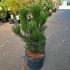 Pinus heldreichii 'Compact Gem'