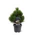 Pinus heldreichii 'Compact Gem'