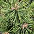 Pinus mugo 'Green Pearl'