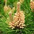 Pinus mugo mugo