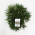 Pinus mugo mugo