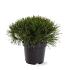 Pinus mugo mugo