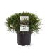 Pinus mugo mugo