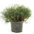 Pinus mugo mugo