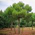 Pinus pinea