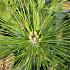 Pinus thunbergii