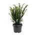 Taxus media 'Farmen'