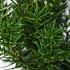 Taxus media 'Farmen'