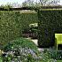 Thuja occ. 'Brabant'
