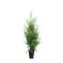 Thuja occ. 'Brabant'