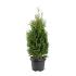 Thuja occ. 'Holmstrup'