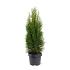 Thuja occ. 'Smaragd'