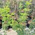 Acer pal. 'Shishigashira'