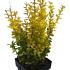 Berberis thunb. 'Yellow Tower'