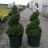 Buxus sempervirens  -Spiral-