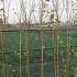 Betula utilis jacquemontii