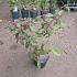 Callicarpa bodinieri 'Profusion'