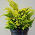 Chamaecyparis o. 'Fernspray Gold'