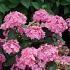 Hydrangea s. F. & F. Fr. Smoothie