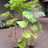 Paulownia tomentosa