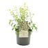Philadelphus Petite Perfume Pink