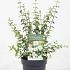 Philadelphus Petite Perfume White
