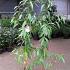 Prunus p. 'Melred'