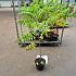 Rhus typhina
