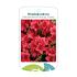 Rhododendron (Y) 'Dopey'
