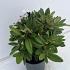 Rhododendron (Y) 'Dopey'