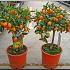 Citrus MIX