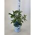 Vitex agnus-castus Blue Diddley