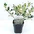 Ilex aq. 'Argentea Marginata'