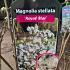 Magnolia st. 'Royal Star'