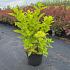 Hydrangea pan. 'Limelight'