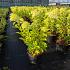 Hydrangea pan. 'Limelight'