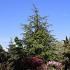 Cedrus libani