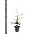 Cedrus libani