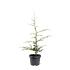Cedrus libani