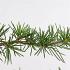 Cedrus libani