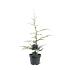 Cedrus libani