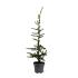 Cedrus libani