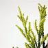 Cryptomeria j. 'Kyara Gold'