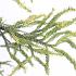 Cryptomeria j. 'Kyara Gold'