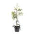 Cryptomeria j. 'Kyara Gold'