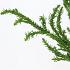 Cryptomeria j. 'Rasen'