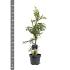 Cryptomeria j. 'Rasen'