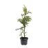 Cryptomeria j. 'Rasen'